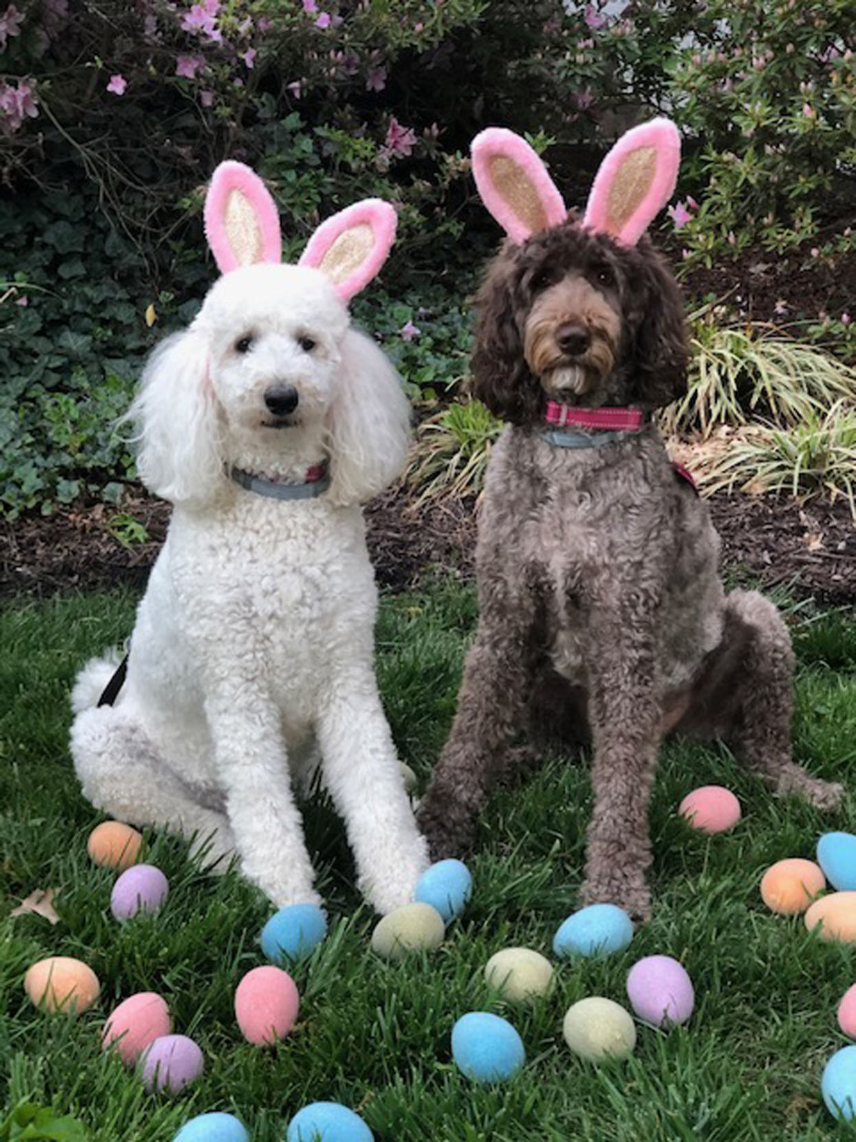 Dixie and Delilah